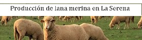 Producción de lana merina en La Serena